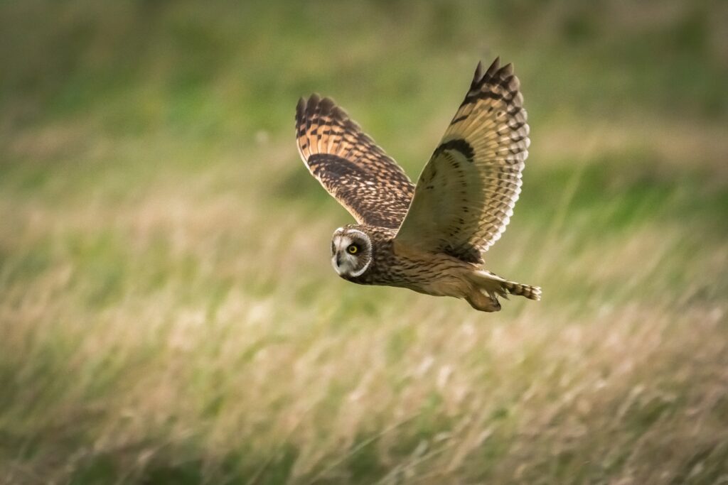 Stunning Owl Wallpaper: Graceful Flight in Natural Wildlife Habitat