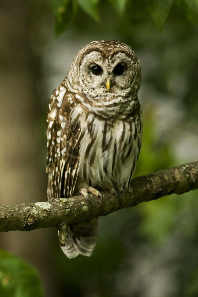 Wise Owl Wallpaper: Nature's Beauty on a Lush Forest Background