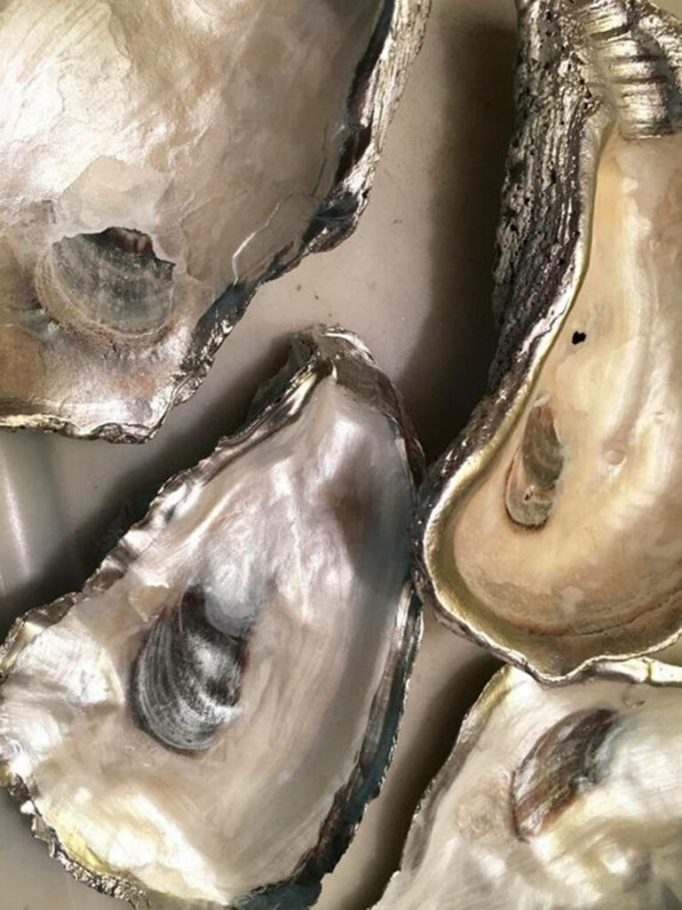 Stunning Oyster Shells Wallpaper: Rich Texture & Natural Beauty