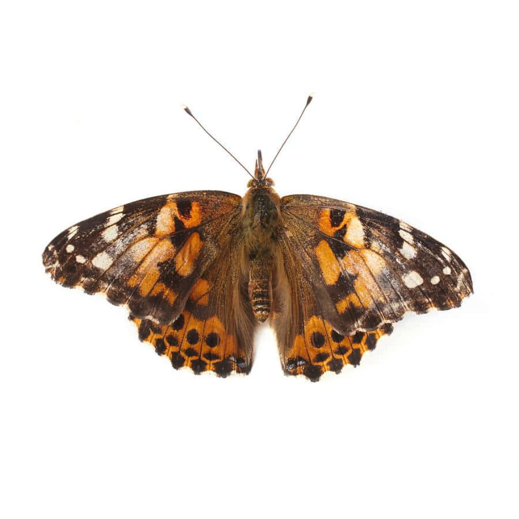 Vibrant Painted Lady Butterfly Wallpaper – Elegant Orange & Black Design