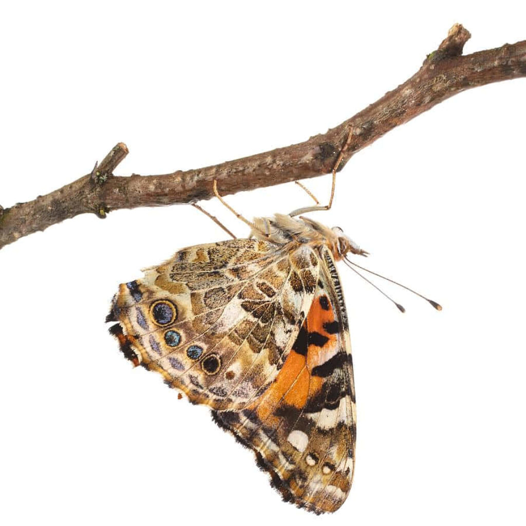 Stunning Painted Lady Butterfly Wallpaper Background: Vibrant & Intricate