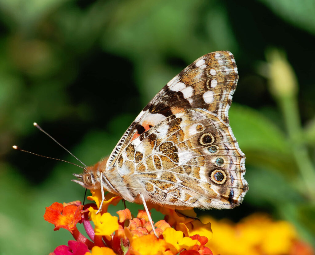 Painted Lady Butterfly on Vibrant Flowers - Stunning Wallpaper Background
