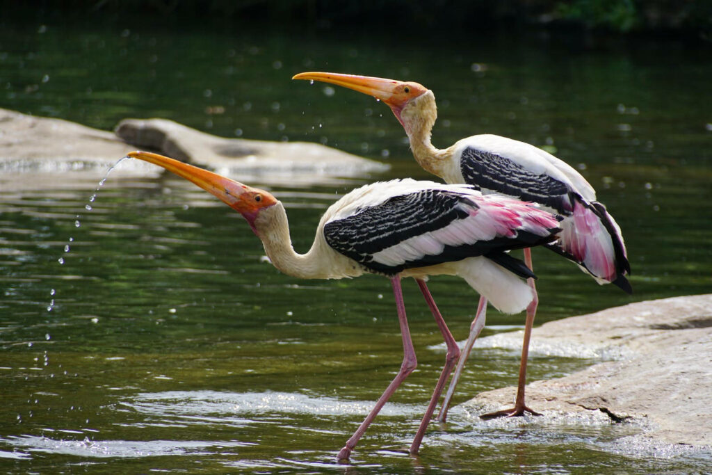 Serene Painted Storks by Water: Vibrant Plumage Wallpaper