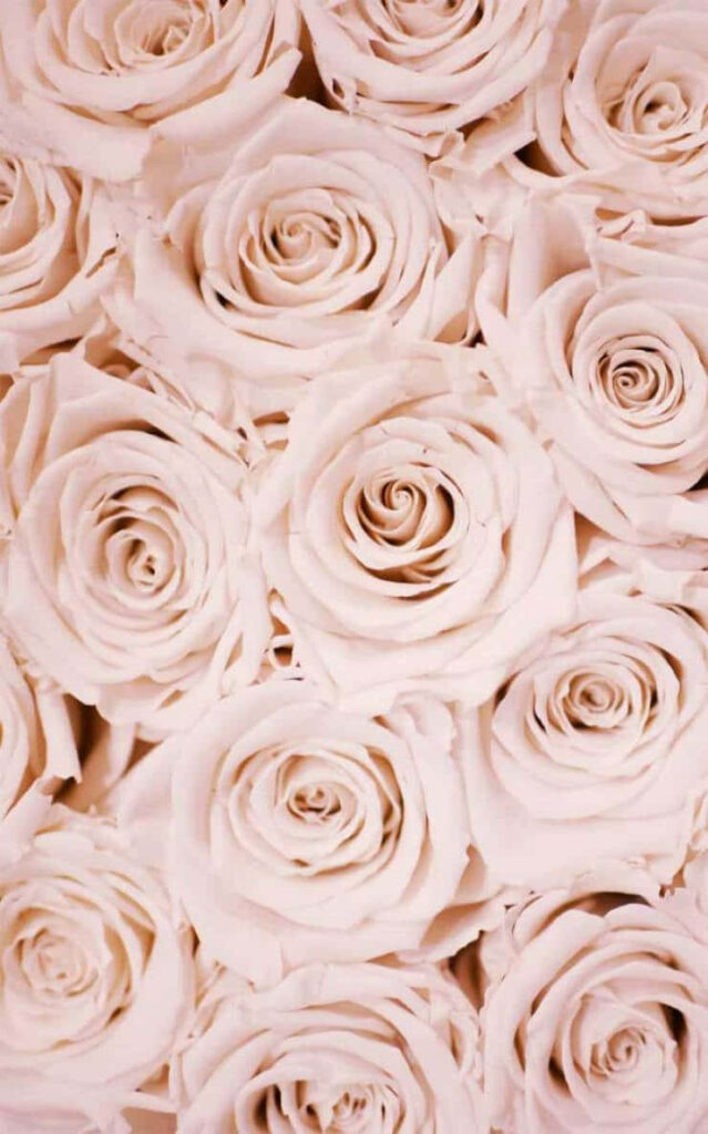 Pale Pink Roses Wallpaper: Delicate & Romantic Floral Background