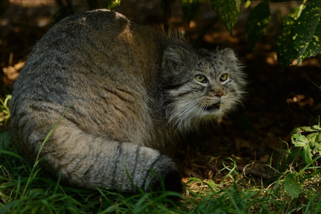 Pallas's Cat Camouflaged in Grass: Nature's Alert Predator Wallpaper