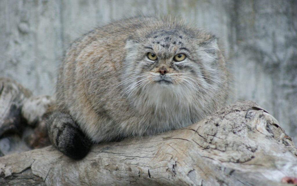 Striking Pallas's Cat Wallpaper: Enigmatic Feline on Tree Branch