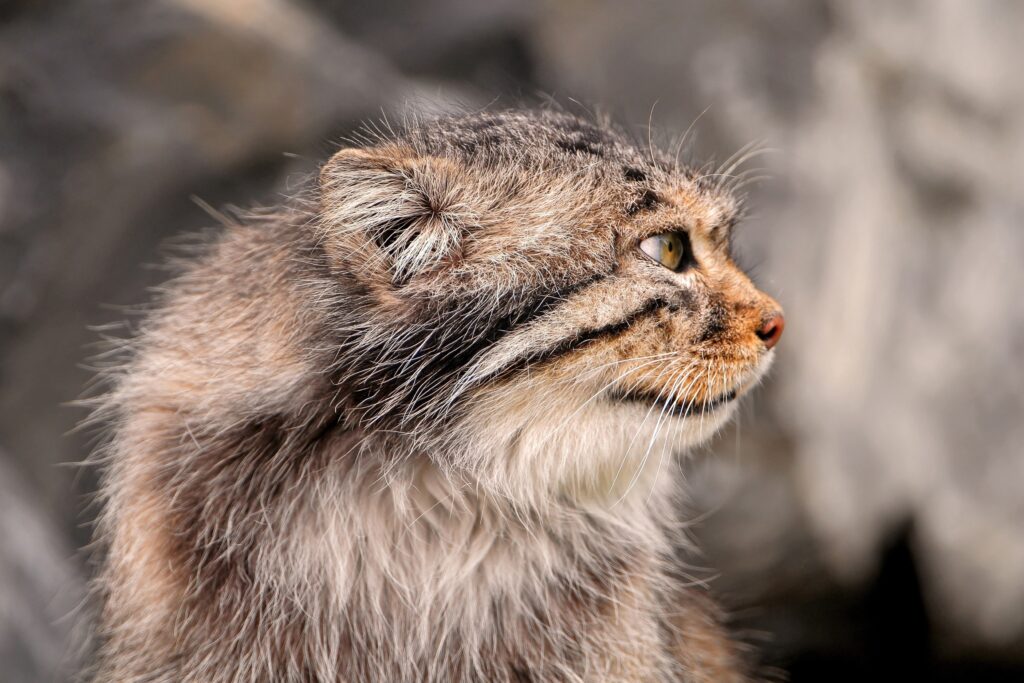 Stunning Close-Up of Pallas's Cat: Fluffy Fur & Unique Muzzle Wallpaper