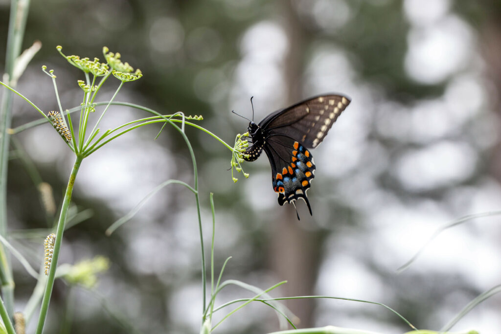 Vibrant Papilio Polyxenes Butterfly Macro Wallpaper Background