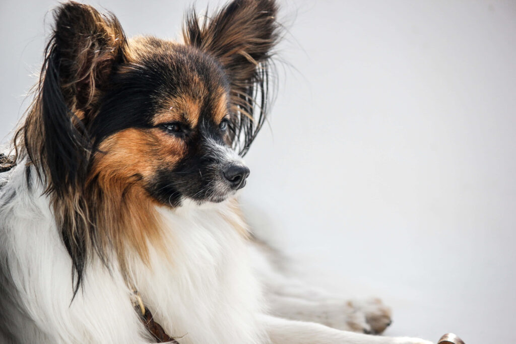 Elegant Papillon Dog Portrait Wallpaper: Silky Fur & Butterfly Ears