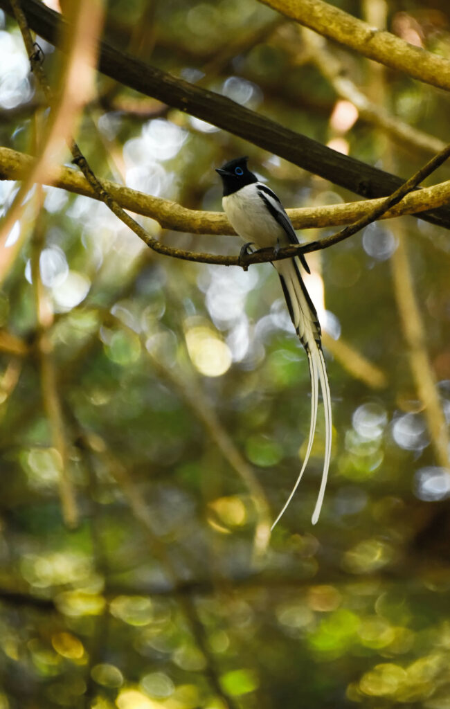 Stunning Paradise Flycatcher Wallpaper: Tropical Bird on Branch