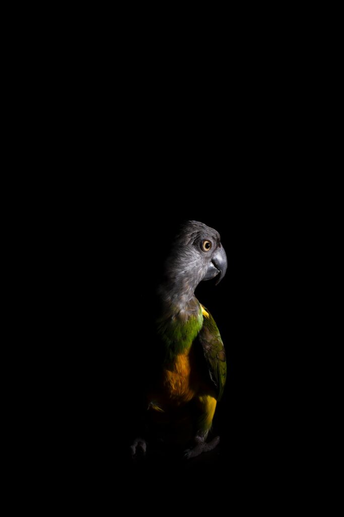Vibrant Parrot Wallpaper: Colorful Bird on Dark Background