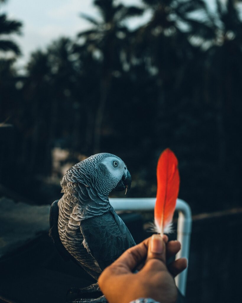 Stunning Parrot Perched Outdoors with Red Feather - Nature Wallpaper