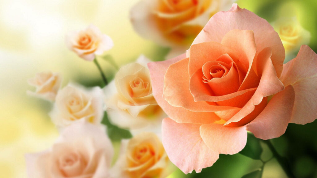 Stunning Peach Roses in Bloom - Delicate Floral Background Wallpaper