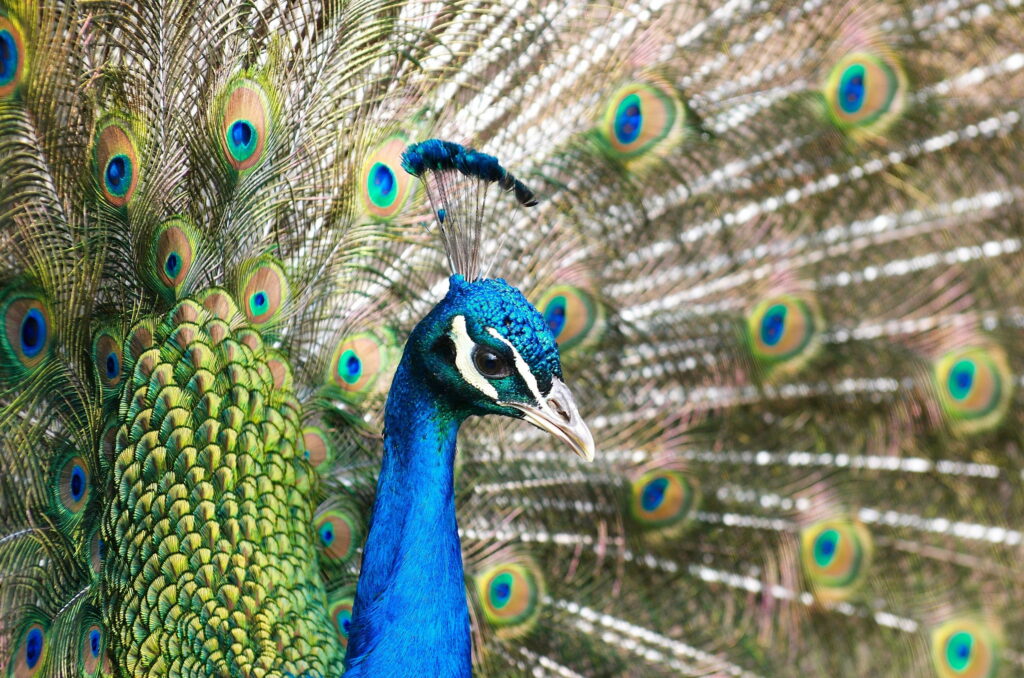 Regal Indian peacock with vibrant electric blue head and iridescent fully fanned tail feathers in 4K Wallpaper