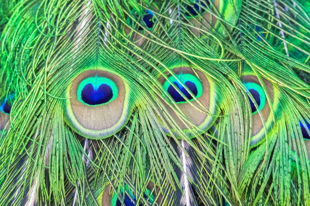 Stunning Macro Peacock Feather Wallpaper: Vibrant Greens & Iridescent Hues