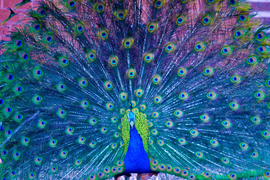 Majestic Peacock Displaying Colorful Feathers on Green Background Wallpaper