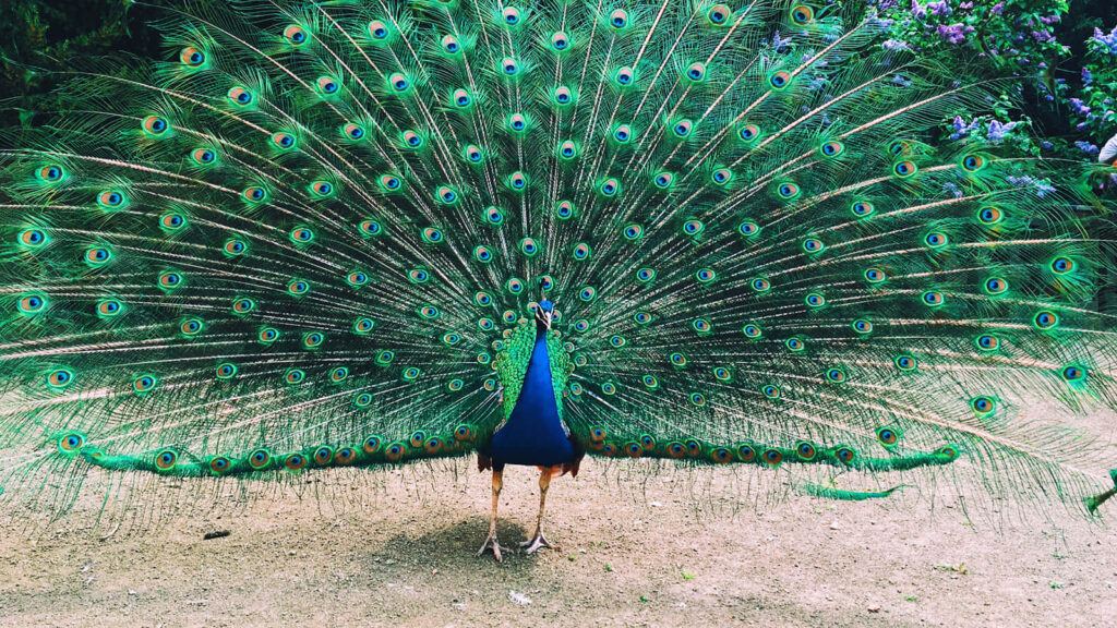 Stunning Peacock Wallpaper: Vibrant Iridescent Feathers Close-Up