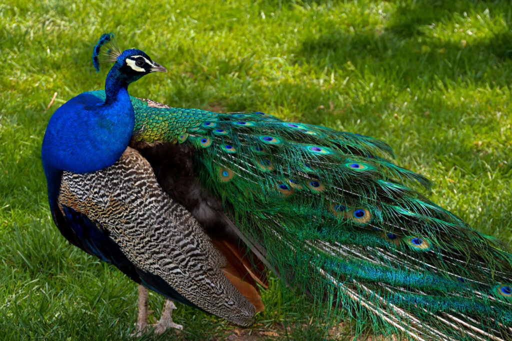 Stunning Peacock Wallpaper: Vibrant Blues & Greens Background