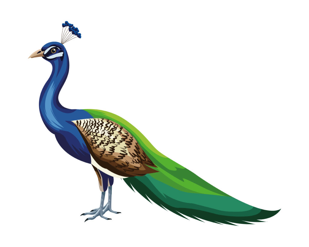 Stunning Peacock Wallpaper: Vibrant Feathers & Serene Background