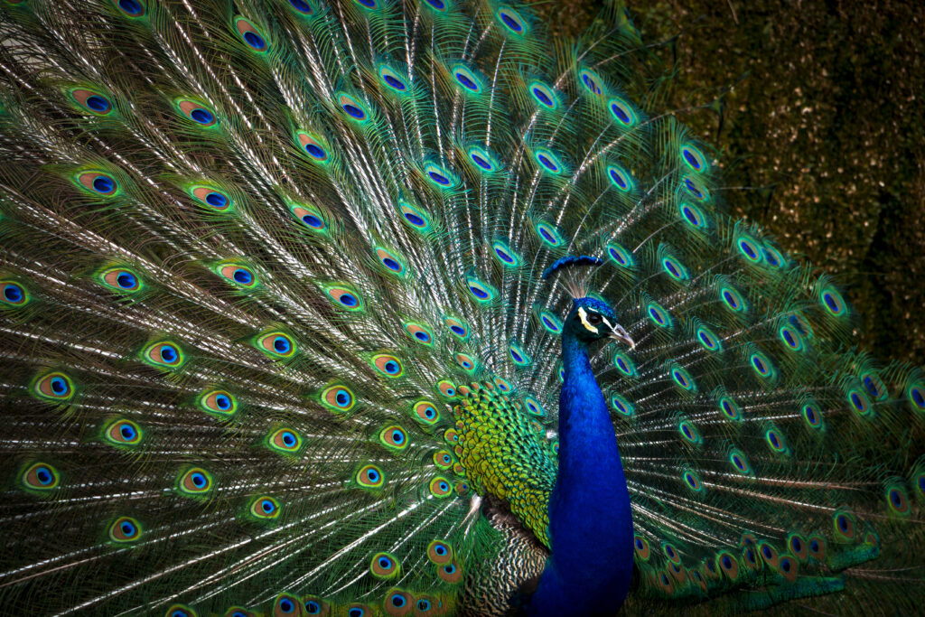 Stunning Peacock Feathers Wallpaper: Vibrant Background Elegance