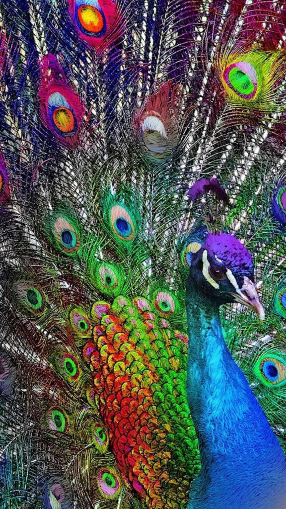 Majestic Peacock Displays Vibrant Feathers in Stunning Color Spectrum Wallpaper