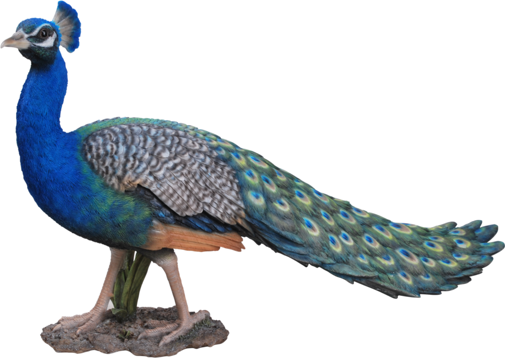 Vibrant Peacock Wallpaper: Stunning Colorful Plumage Background