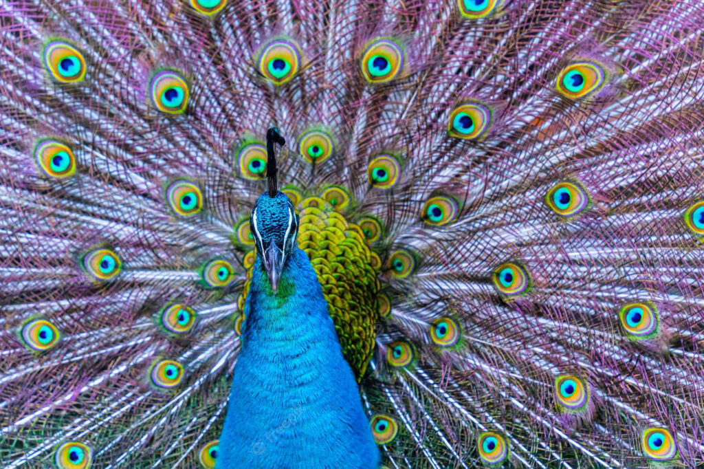Vibrant Peacock Wallpaper: Stunning Iridescent Feather Display