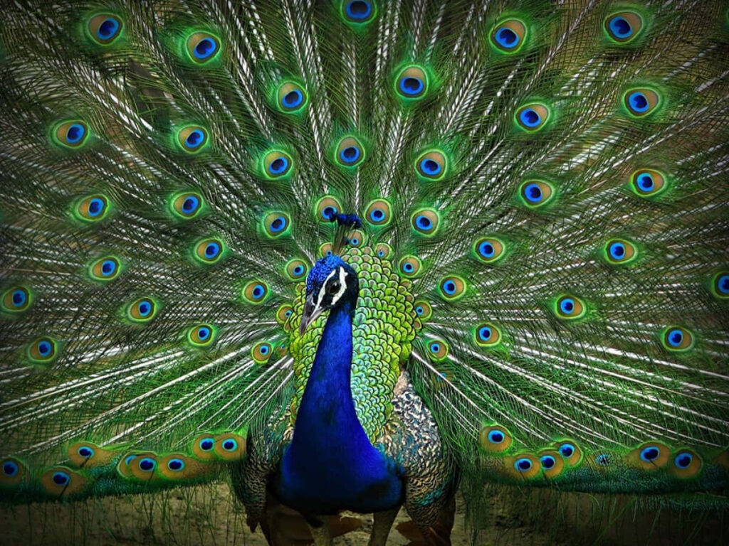 Vibrant Peacock Wallpaper: Colorful Feathers & Elegant Background
