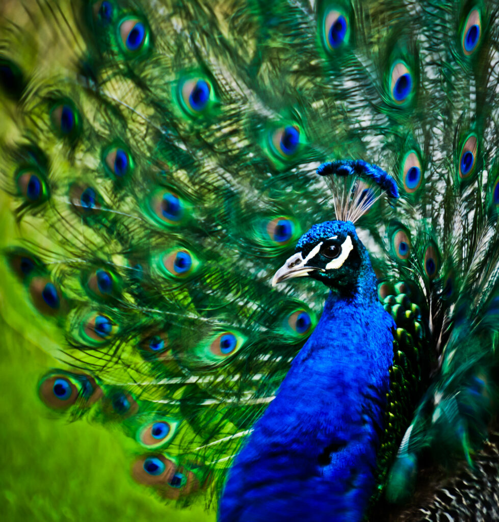 Vibrant Peacock Wallpaper: Stunning Feathers & Mesmerizing Design