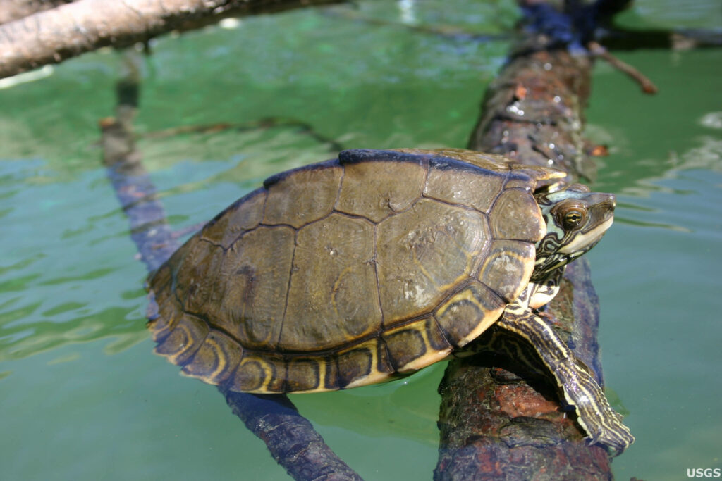 Stunning Pearl River Map Turtle on Sunlit Log in Clear Green Water Wallpaper