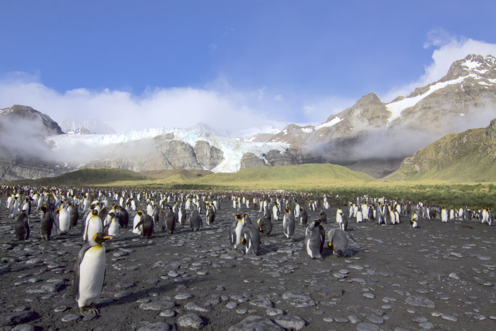 Penguin Colony on Rocky Beach with Majestic Mountain Backdrop Wallpaper