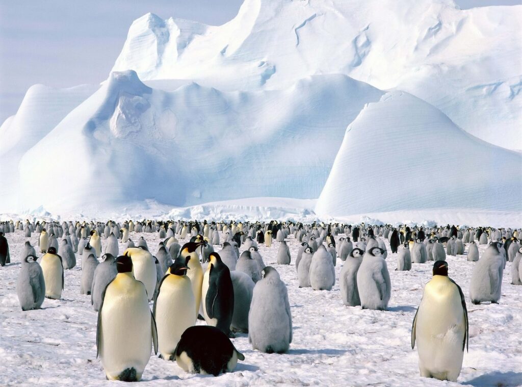 Majestic Penguins in a Snowy Landscape: High-Res Winter Wallpaper