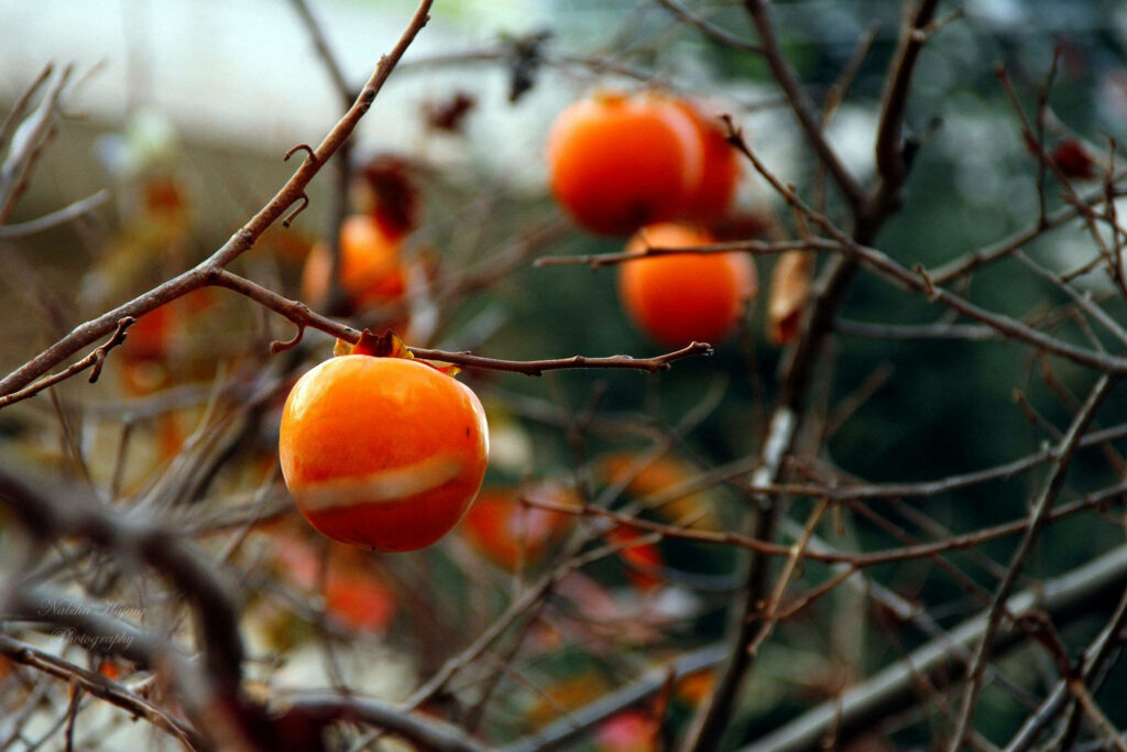 Vibrant Persimmon Tree Wallpaper: Orange Fruits on Blurred Background