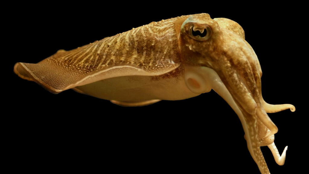 Stunning Pharaoh Cuttlefish Wallpaper on Black Background