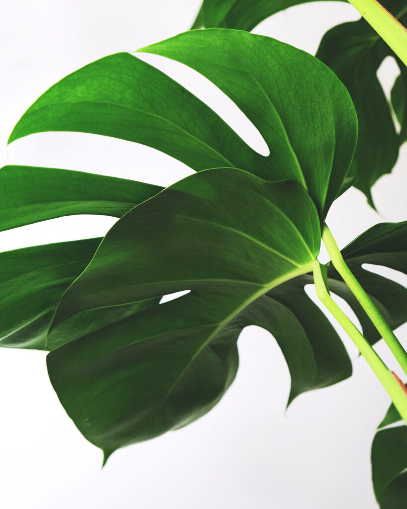 Vibrant Philodendron Leaf Wallpaper: Lush Green Minimalist Background