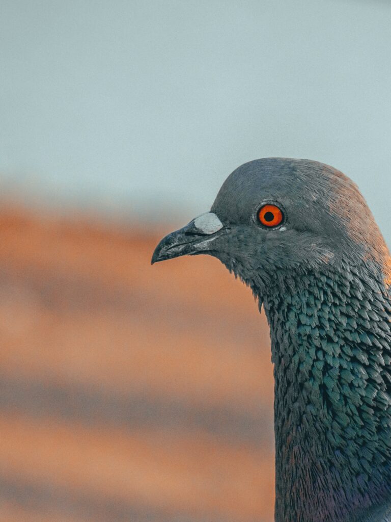 Stunning Pigeon Profile with Detailed Feathers & Vivid Red Eye Wallpaper