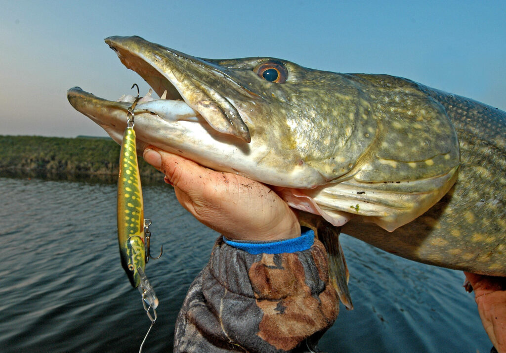 Close-Up of Monstrous Pike Fish Above Serene Lake - Nature's Beauty Wallpaper