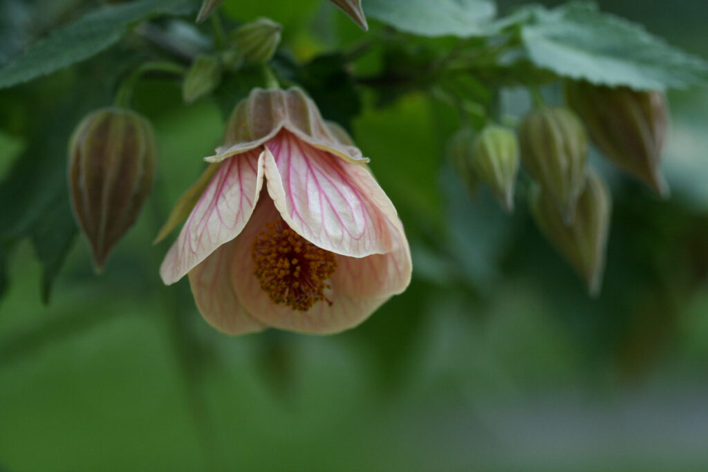 Stunning Macro Shot of Pink Abutilon Flower - Floral Wallpaper