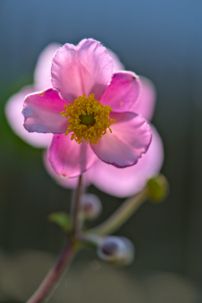 Stunning Pink Anemone Flower Macro - Vibrant Spring Background Wallpaper