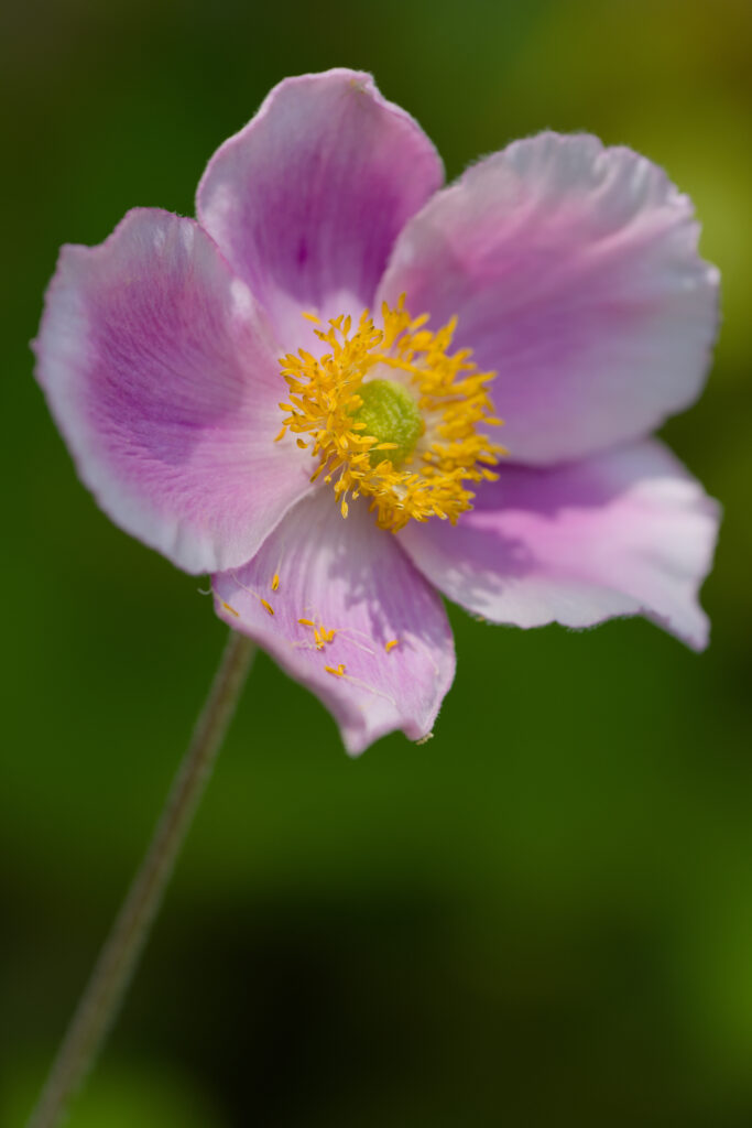 Stunning Macro Pink Anemone Flower Wallpaper - Spring Freshness