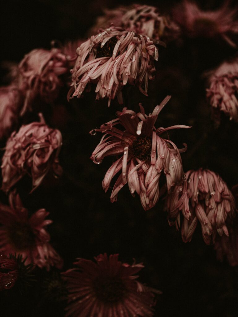 Close-Up Pink Asters with Dewdrops on Dark Background Wallpaper