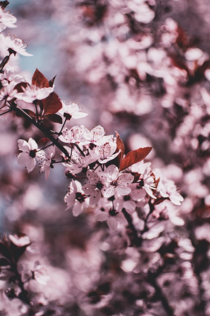 Spring Blossom Wallpaper: Delicate Pink Blooms with Soft Blur Background