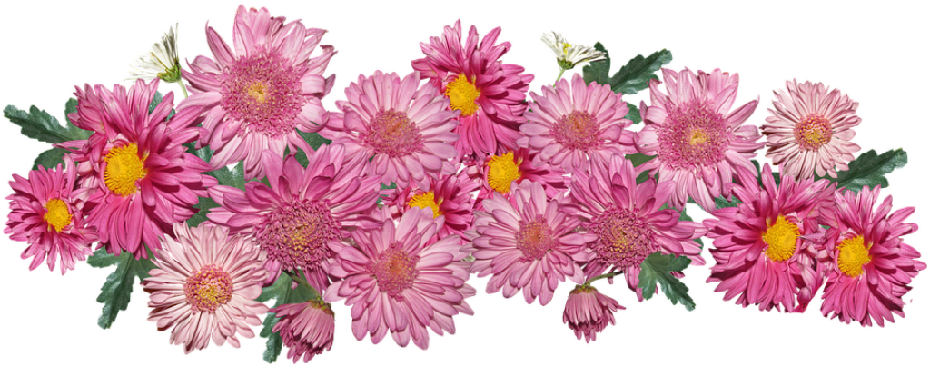 Stunning Pink Chrysanthemum Wallpaper on Transparent PNG Background