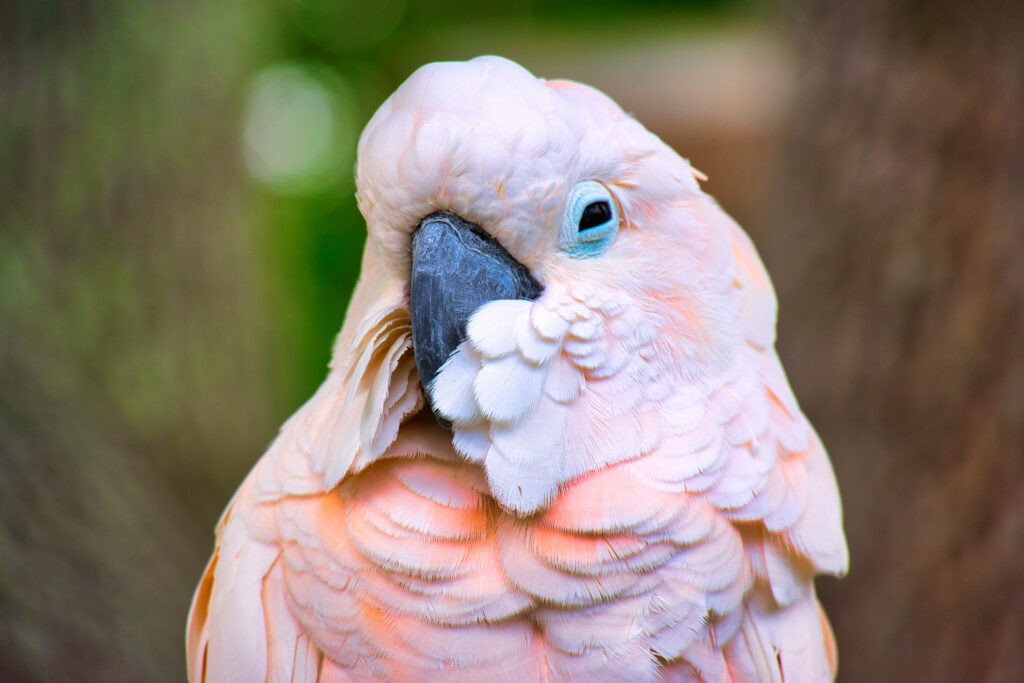 Stunning Pink Cockatoo Close-Up with Blurred Background Details Wallpaper