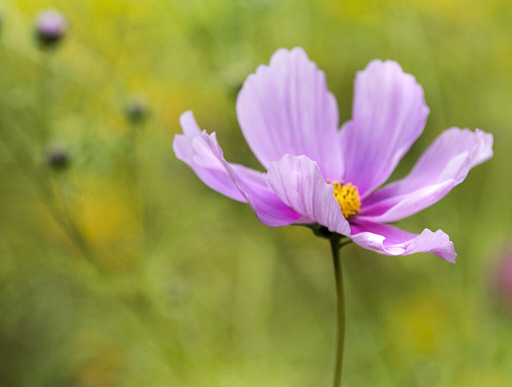 Delicate Pink Cosmos Flower Wallpaper with Soft Green Background