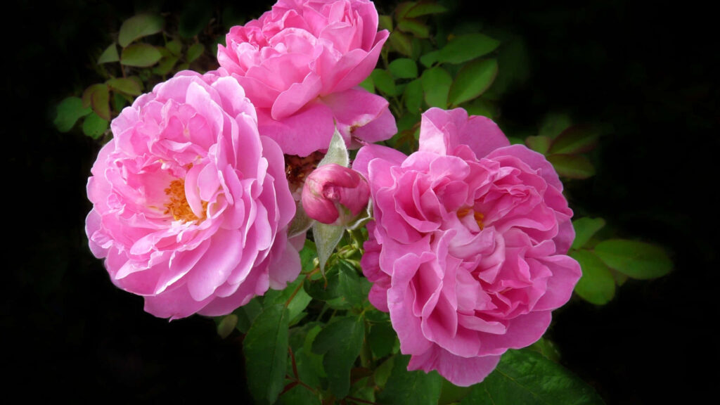 Elegant Close-Up of Vibrant Pink Damask Roses on Dark Background Wallpaper