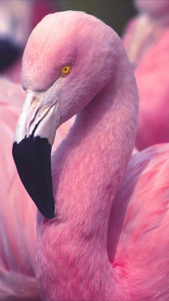 Vibrant Pink Flamingo Wallpaper: Stunning iPhone Background Idea
