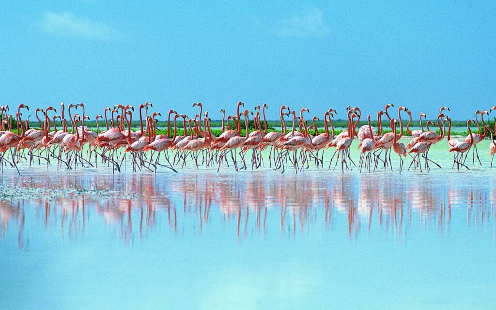 Vibrant Pink Flamingos Wallpaper: Serene Water Reflection Scene