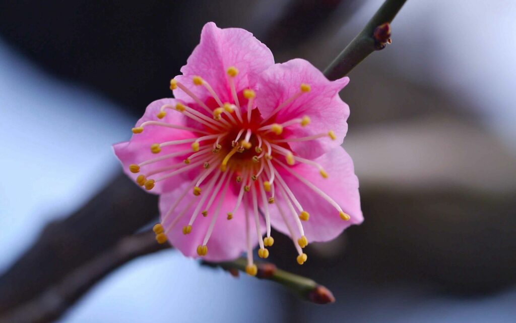 Stunning Pink Flower Blooming with Yellow Stamens - Wallpaper Background