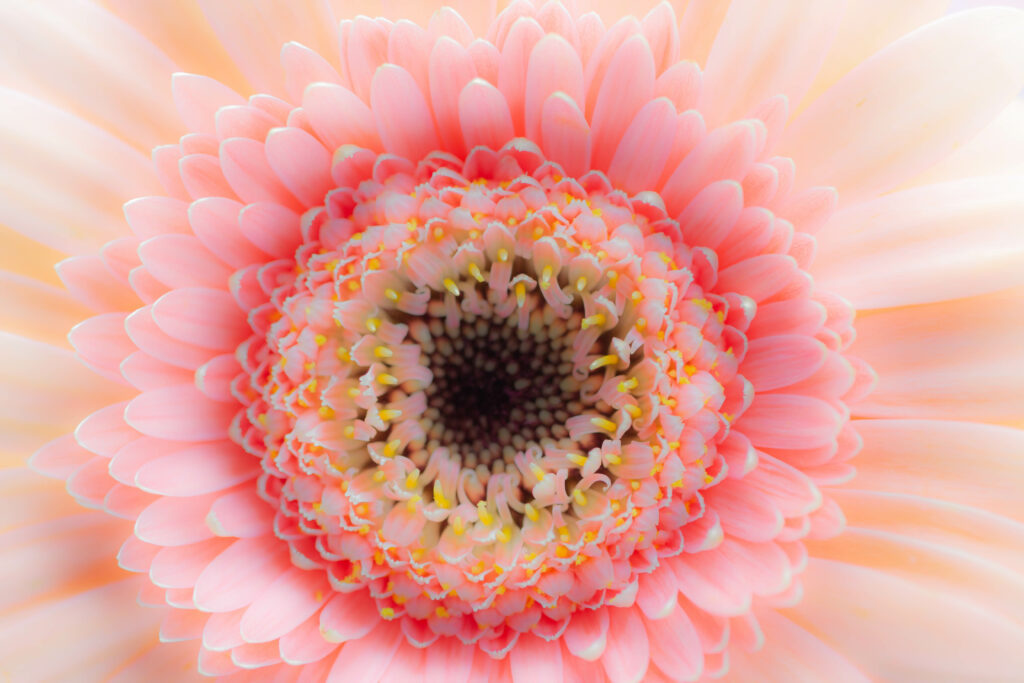 Delicate Pink Flower Macro Wallpaper - Intricate Petals Background